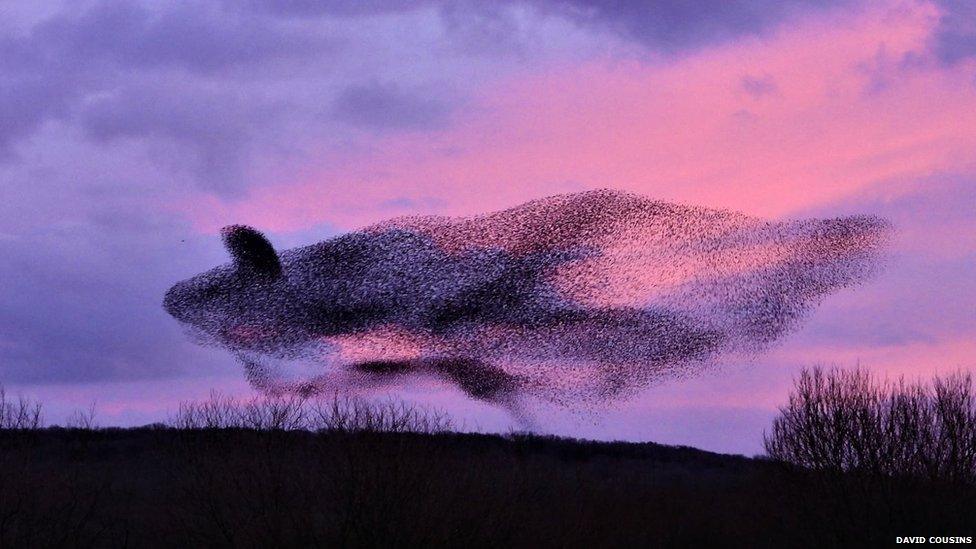 starling murmuration at Leighton Moss