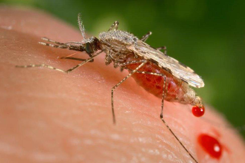 A mosquito feeding