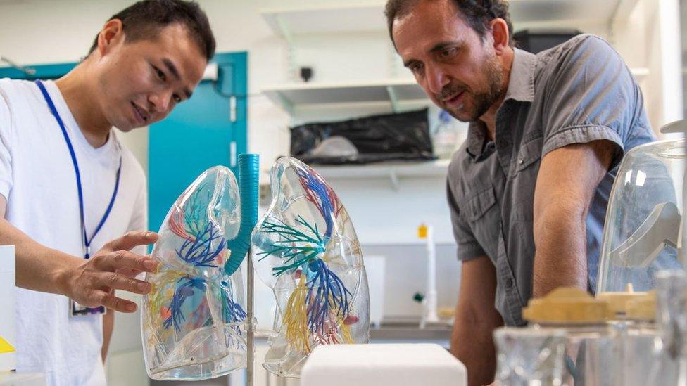 Dr Daniel Munoz-Espin (right) looking at a plastic model of lungs with a colleague