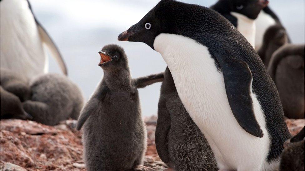 Adelie penguin and chick