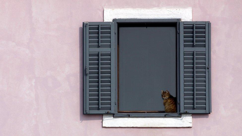 cat staring out a window