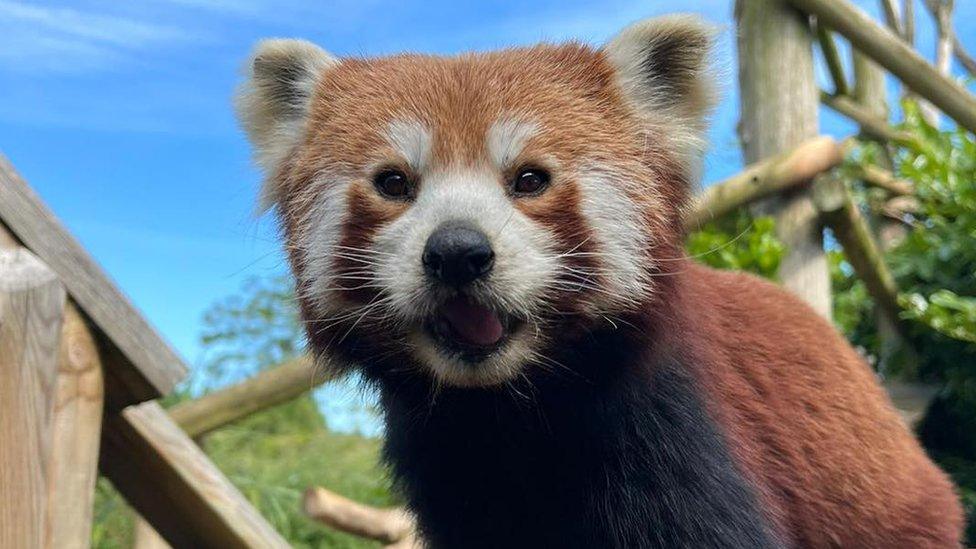 Red Panda