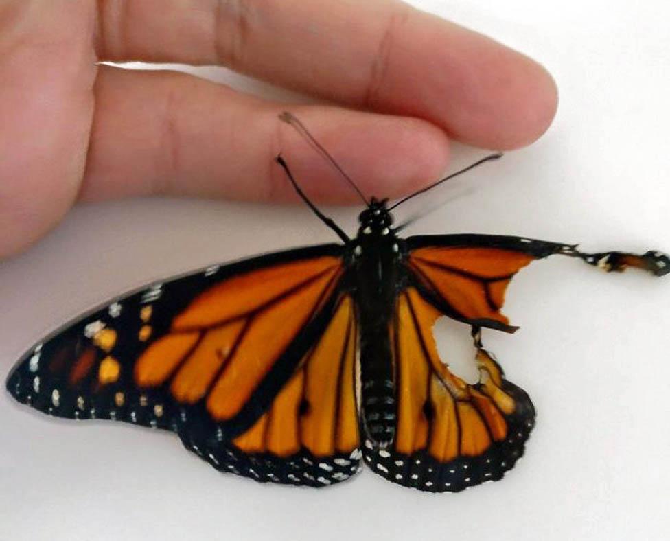 Butterfly with damage to right wing