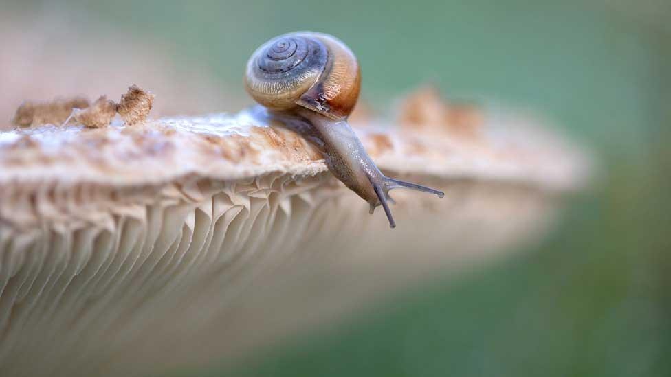 Snail on a mushroom