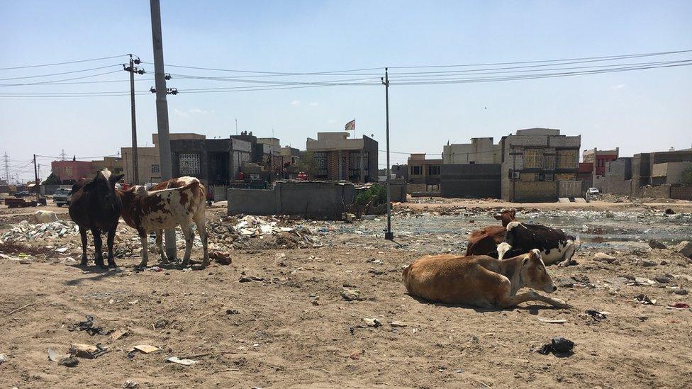 Cows bathe in the sun among rubbish and sand