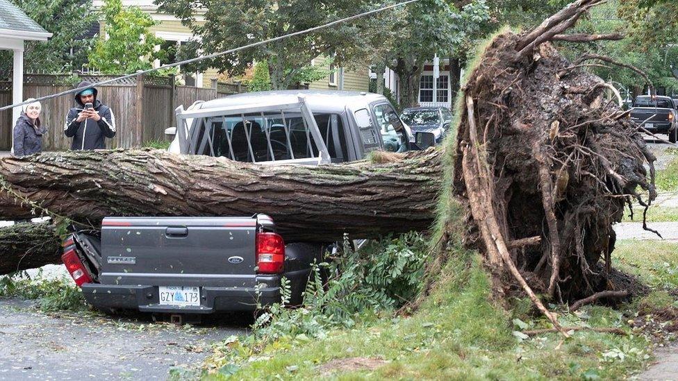 A fallen tree