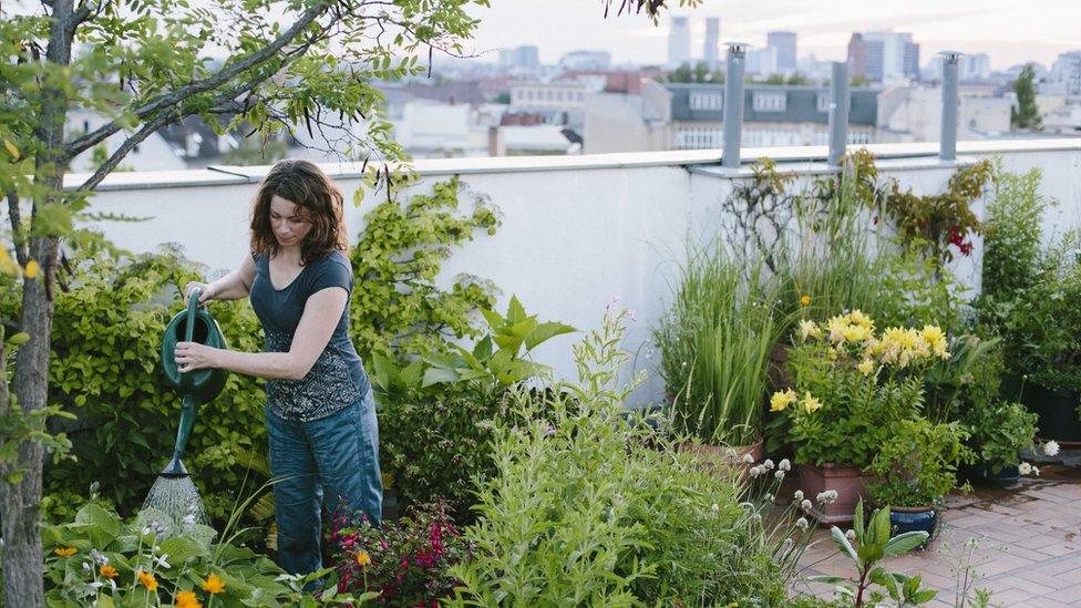 A generic rooftop garden