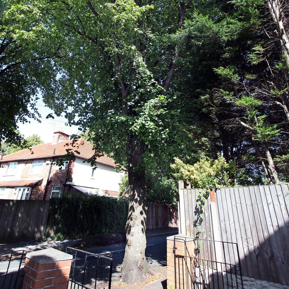 Lime tree in Litherland, Merseyside