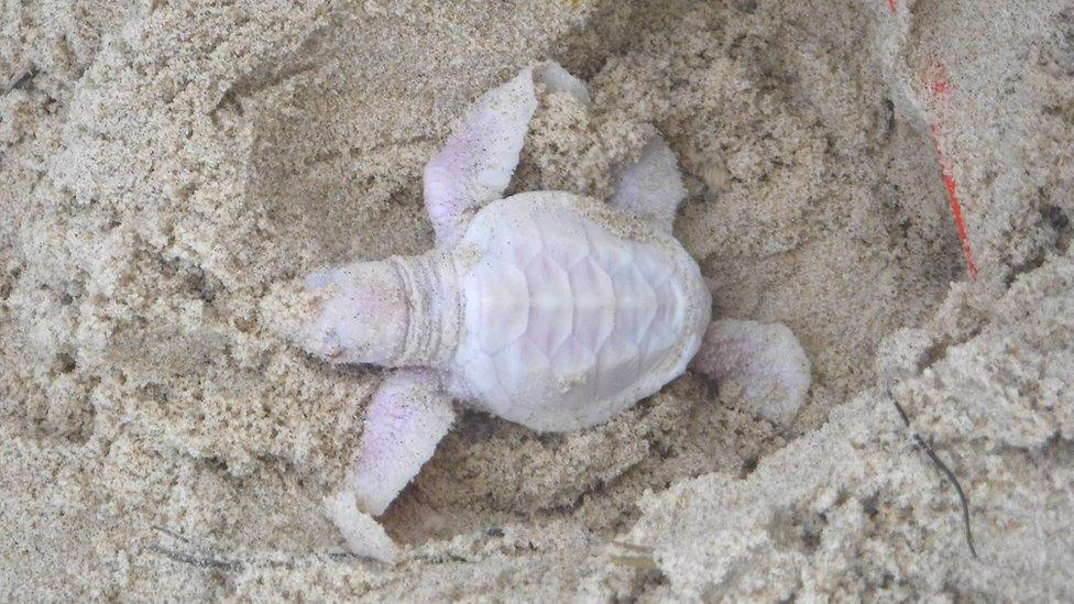 Albino turtle on Queensland beach