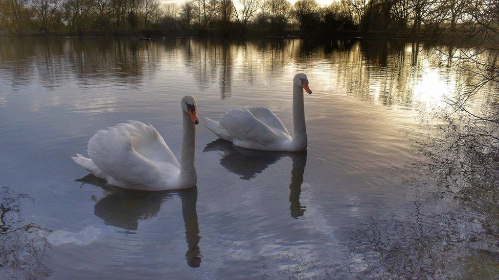 Swans at Ducklington Lake