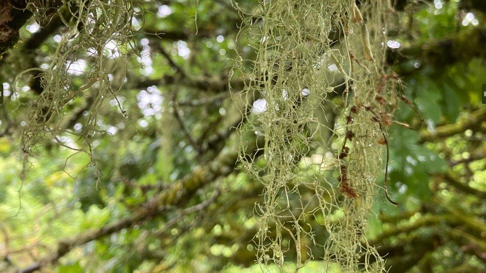 Lichen in Wistman's Wood, Dartmoor