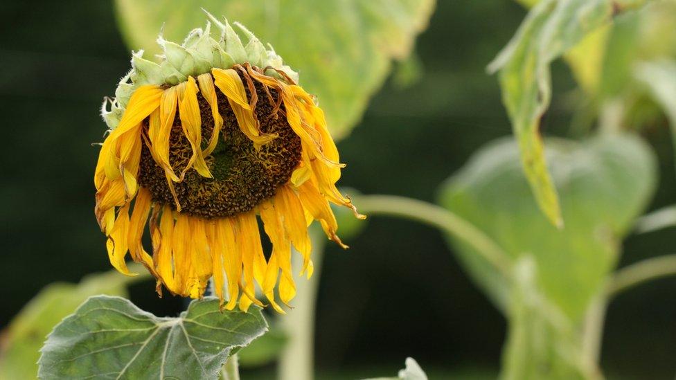 wilted sunflower