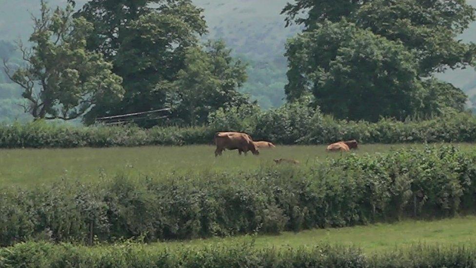 A farm in Wales