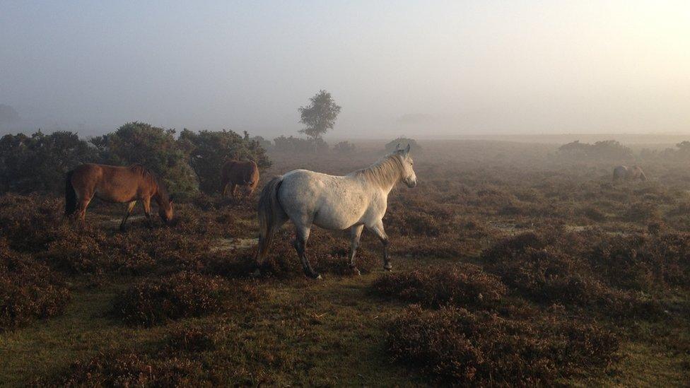 The New Forest generic