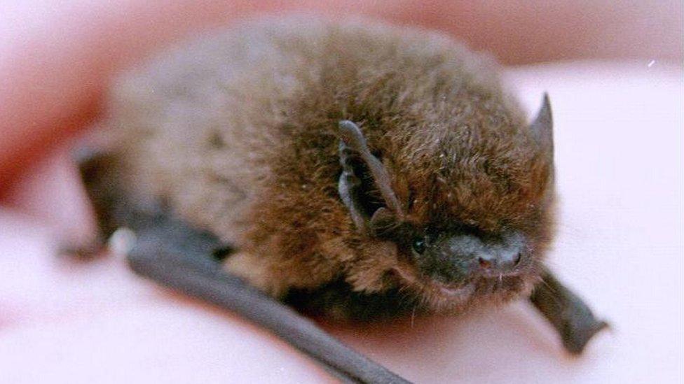 A pipistrelle bat