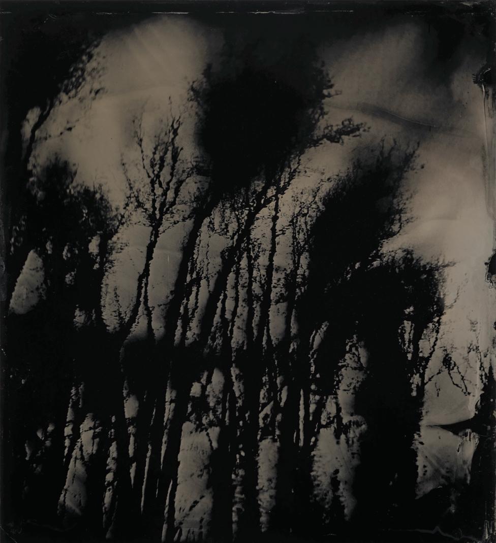 Tintype image of the Great Dismal Swamp in south-eastern Virginia, USA