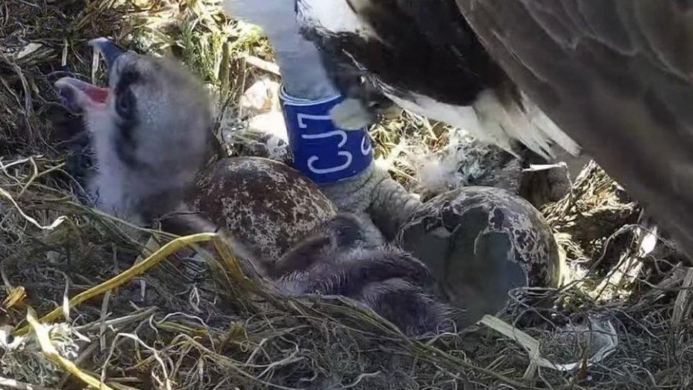 Osprey chicks