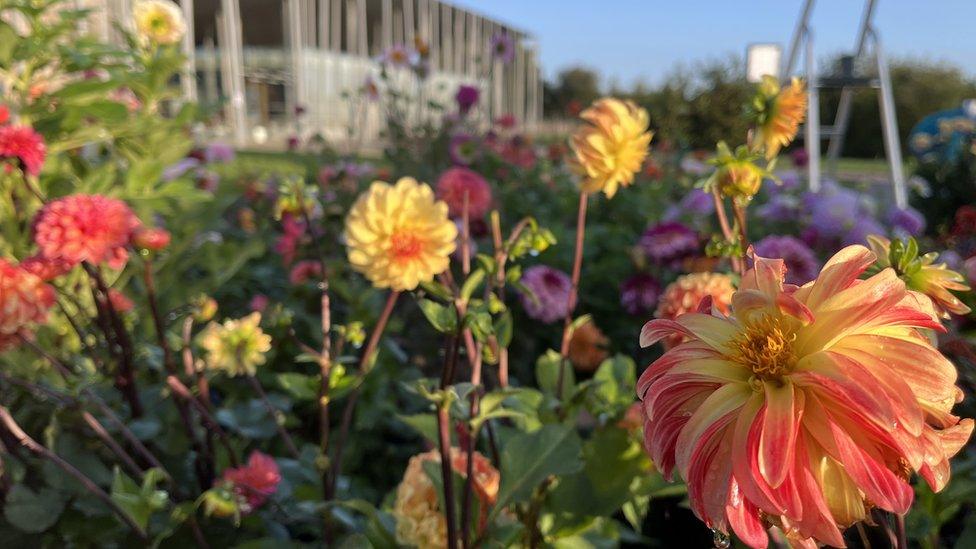 Dahlia display