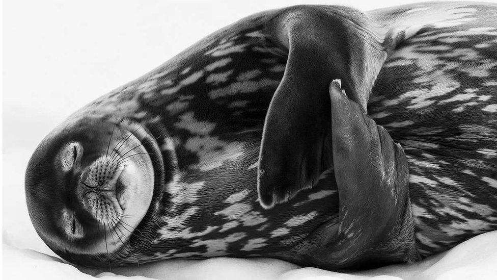 weddell-seal