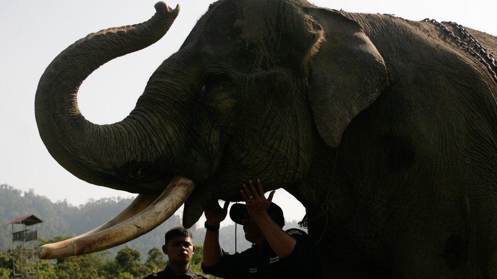 Indonesian mahouts prepare a trained Sumatran elephant in Aceh province for a patrol mission