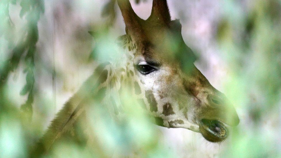 Sifa the giraffe through the leaves