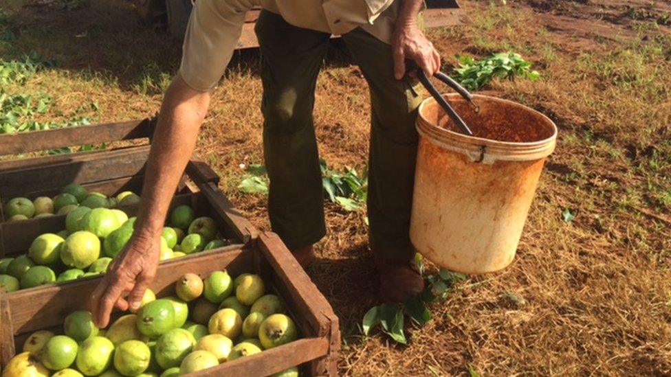 A Cuban farmer reaches for lime-green Guavas sitting in a crate