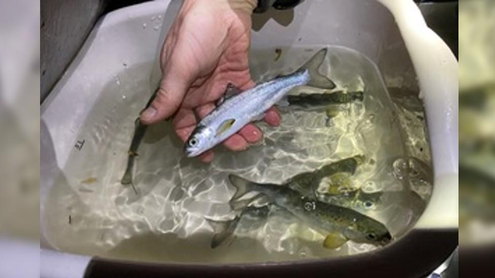 A photo of a juvenile salmon