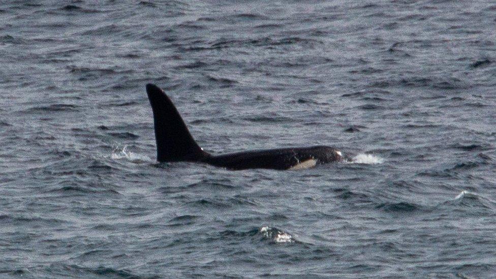 Orca named 'Aquarius'