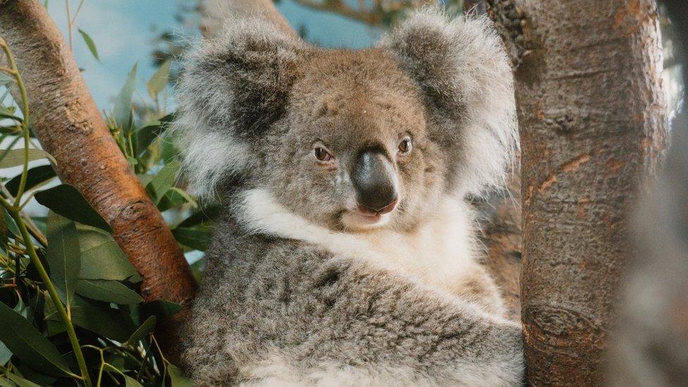 Koala up in tree looking at camera