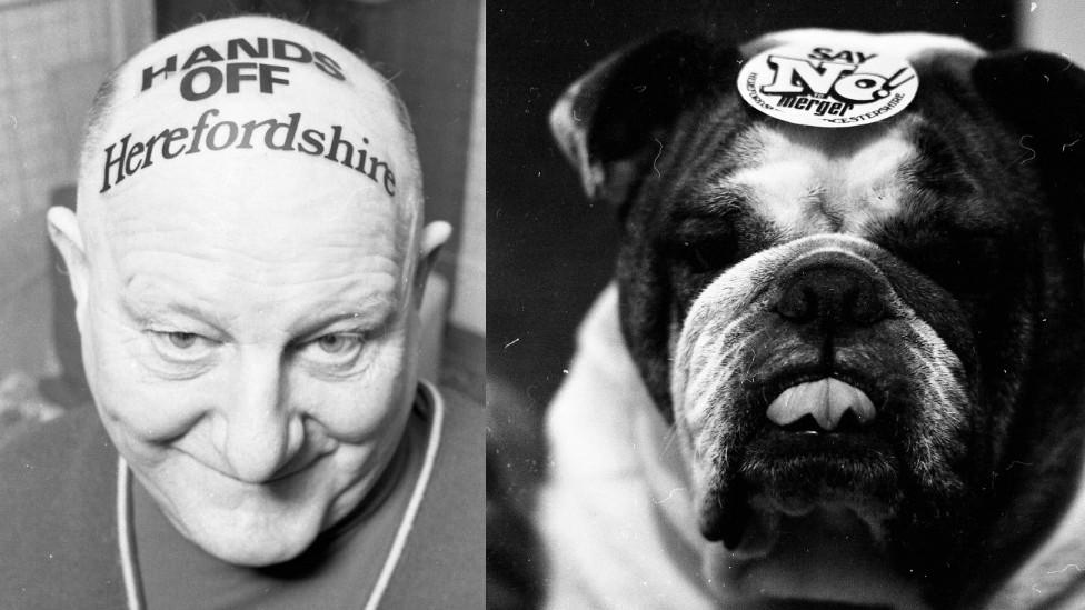 L-R: 'Hands off Herefordshire' on bald head close up and bulldog Sally wearing 'Save Herefordshire' stickers