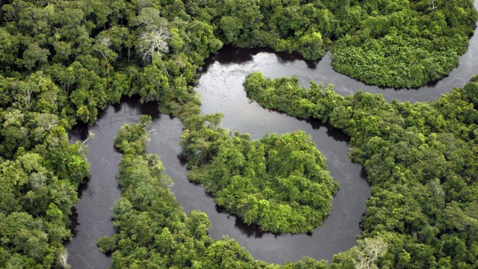 Amazon rainforest