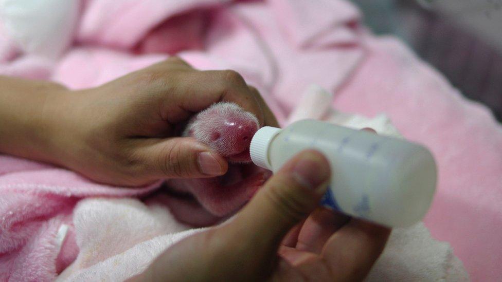 Baby giant panda twins being bottle fed.