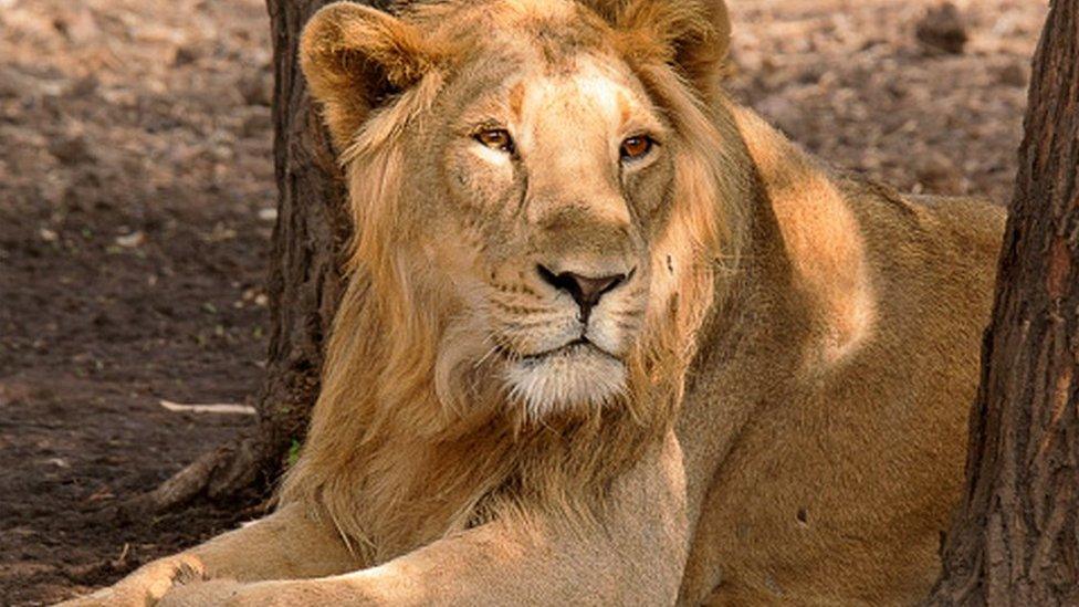 Asiatic Lion in Sasan Gir, India