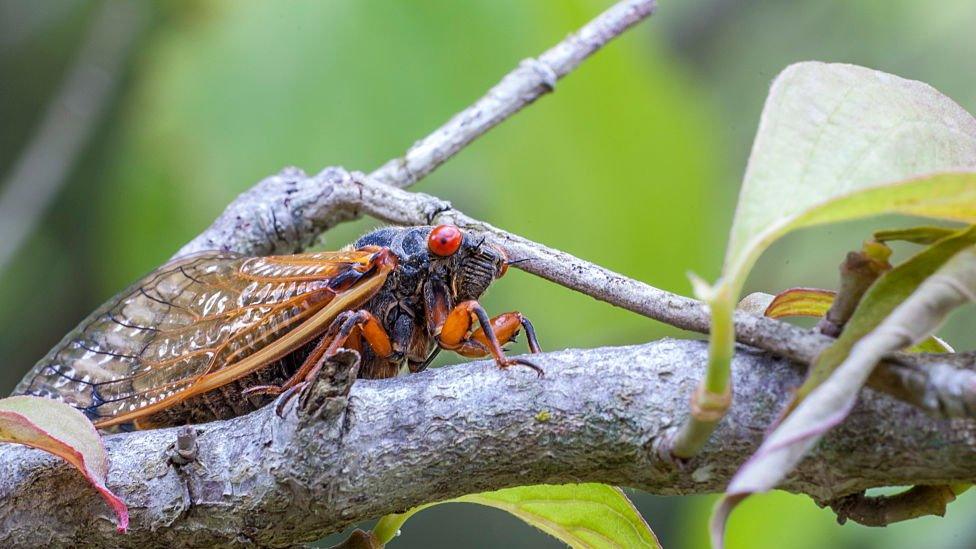 A close up of a 17-year periodical cicada.