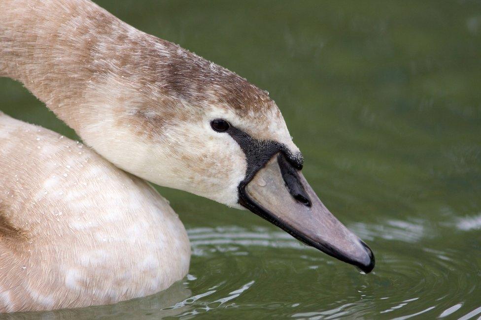 Mute cygnet swan