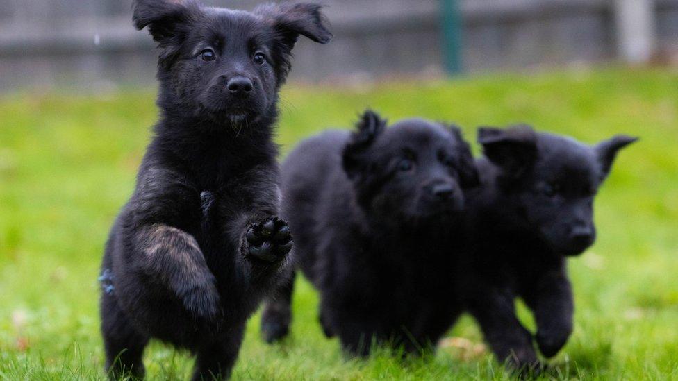 Puppies playing