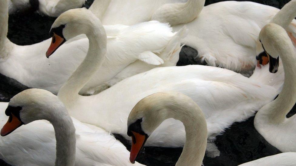 Swans feeding on the River Thames at Windsor