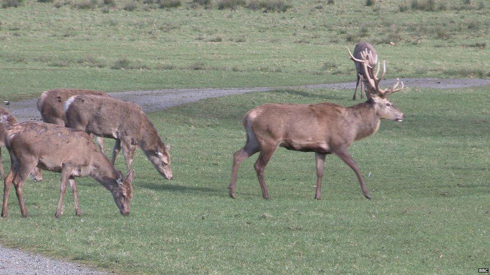 Red deer like this are a prime target of poachers