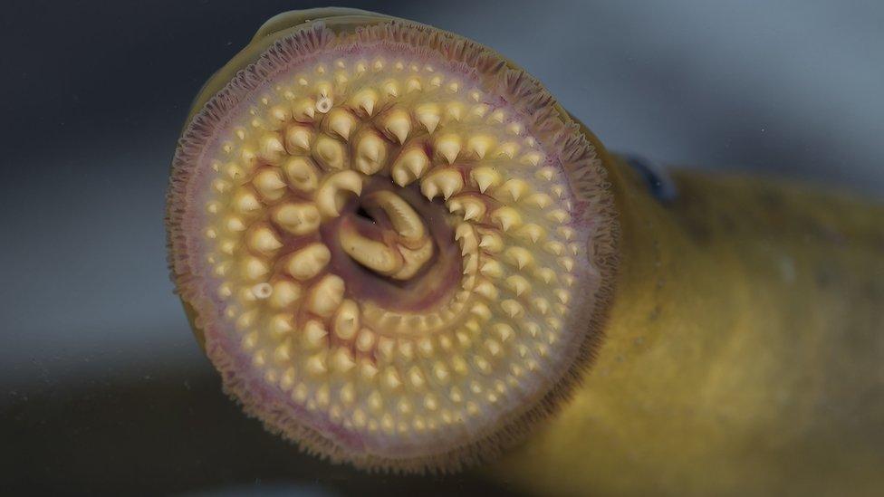 Lamprey