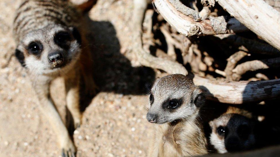 Meerkats