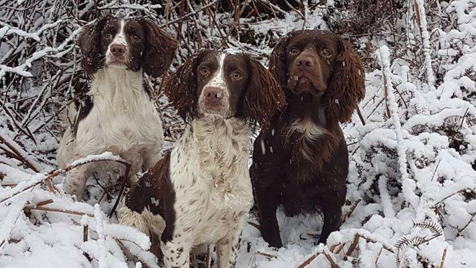 Spaniels Milli, Jess and Benji in snow