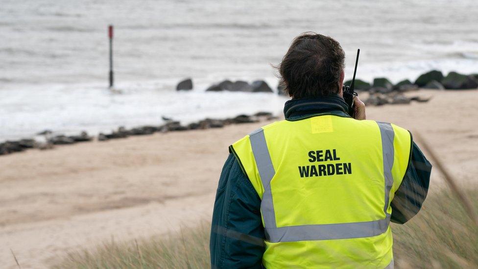 Seal wardens protect the pups on the Norfolk coast