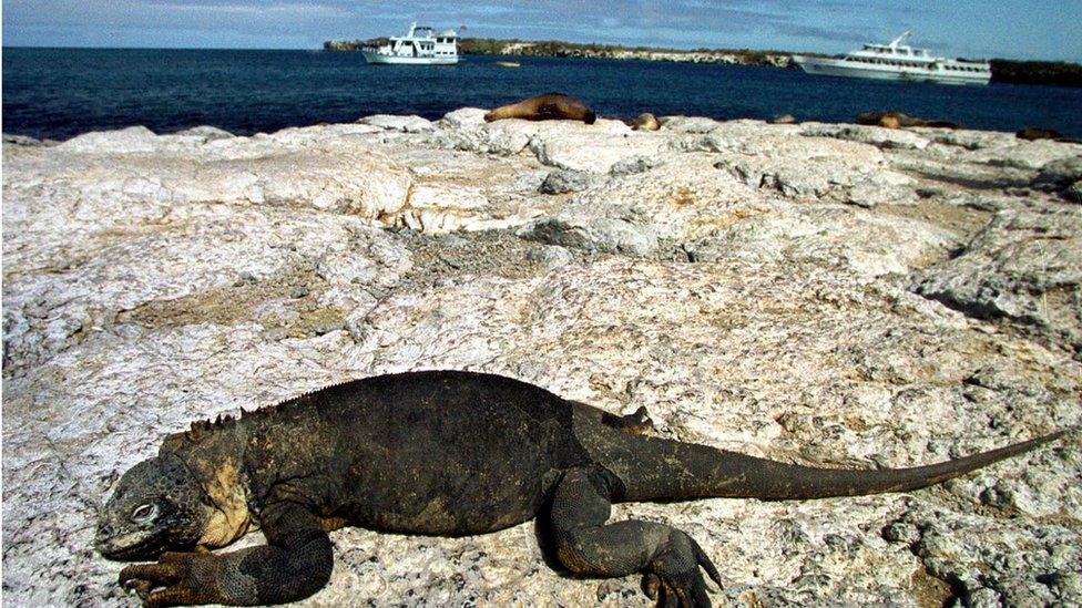 Photo taken the 26 September 2000 in the Galapagos Islands shows an iguana resting on the rocks with several several tourist yachts at rear.