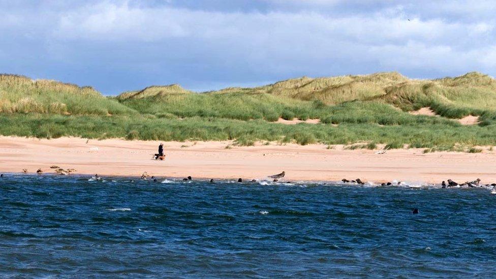 Seals at Newburgh