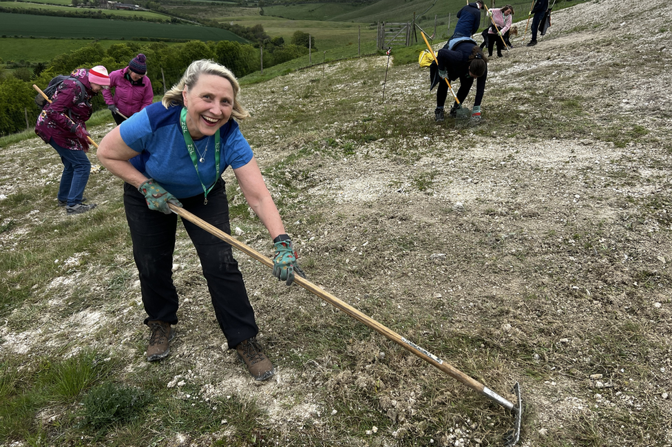 Volunteers weed the white lion at Whipsnade Zoo