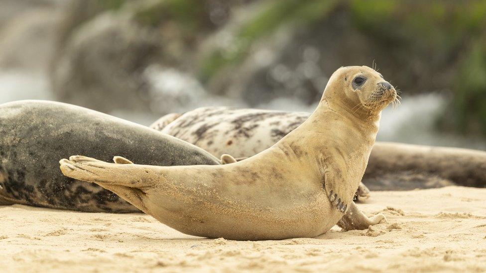 a seal relaxing on a sandy beach