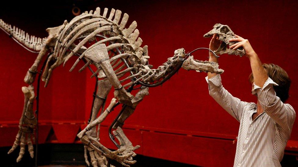 A auction house employee reconstructs the skeleton of the adult dinosaur Barry