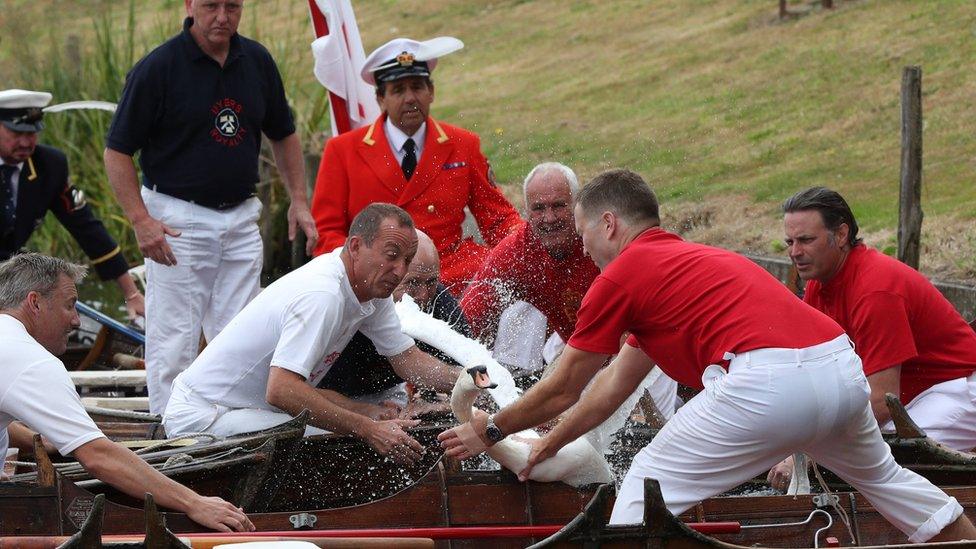 Swan Upping