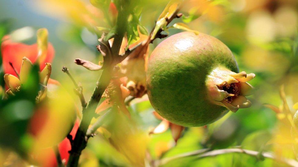 Growing pomegranate