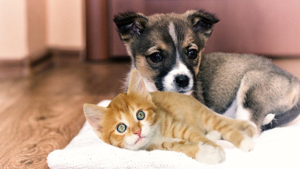 Kitten and puppy